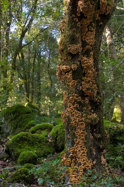 fungo 13 (Stereum insignitum)